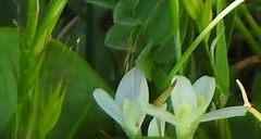 Trifolium subterraneum