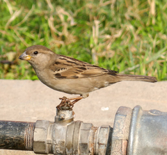 Passer domesticus