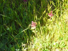 Trifolium subterraneum