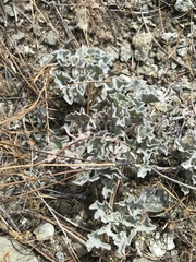 Calystegia collina oxyphylla