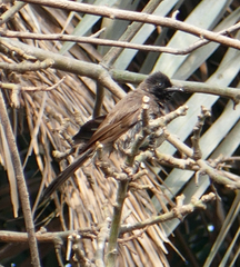 Pycnonotus barbatus
