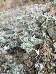 Calystegia collina oxyphylla