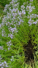 Thymus dzevanovskyi