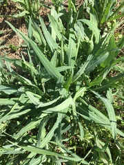 Lactuca pulchella