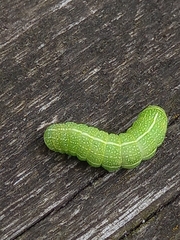 Orthosia cerasi