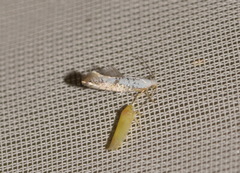 Argyresthia retinella
