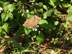 Junonia lemonias