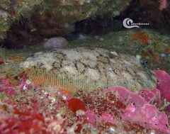 Zeugopterus punctatus