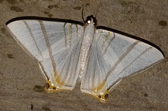 Phrygionis platinata