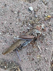 Anacridium aegyptium