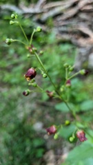 Scrophularia scopolii