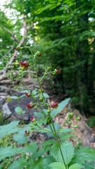 Scrophularia scopolii