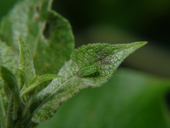 Lygocoris rugicollis