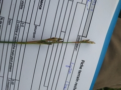 Juncus squarrosus