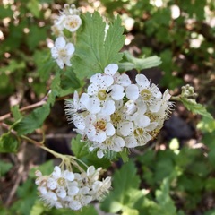 Physocarpus monogynus