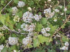 Physocarpus monogynus