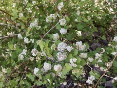Physocarpus monogynus