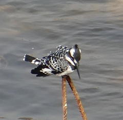 Ceryle rudis