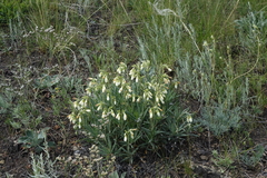 Onosma simplicissima