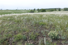 Onosma simplicissima