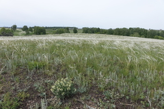 Onosma simplicissima