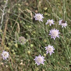 Scabiosa triandra