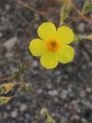 Leptosiphon chrysanthus