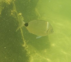 Diplodus holbrookii