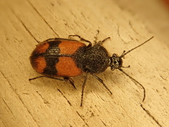 Panagaeus cruxmajor