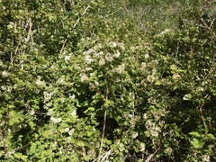 Physocarpus monogynus