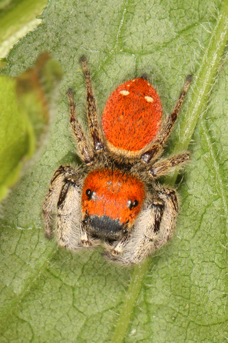 Whitman's Jumping Spider