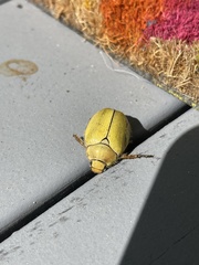 Cotalpa lanigera