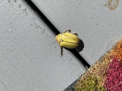 Cotalpa lanigera
