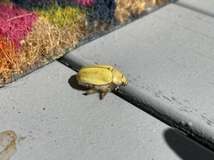 Cotalpa lanigera