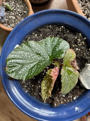 Begonia lucerna