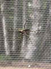 Dolomedes scriptus