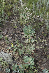 Goniolimon speciosum