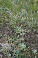 Goniolimon speciosum