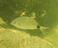 Diplodus holbrookii