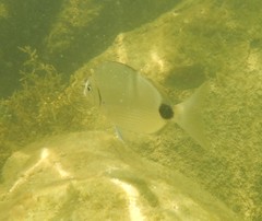 Diplodus holbrookii