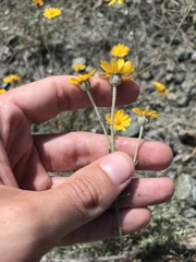 Eriophyllum lanatum achilleoides