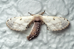 Penicillifera apicalis