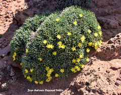 Launaea cervicornis
