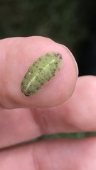 Apoda limacodes