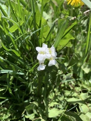 Arabis nuttallii