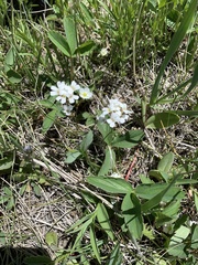 Arabis nuttallii