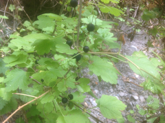 Ribes divaricatum