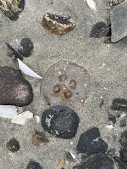 Aurelia aurita
