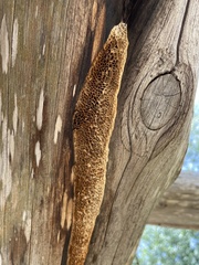 Subantrodia juniperina