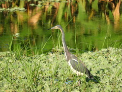 Egretta tricolor image